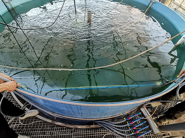 MBR膜处理养殖污水应用