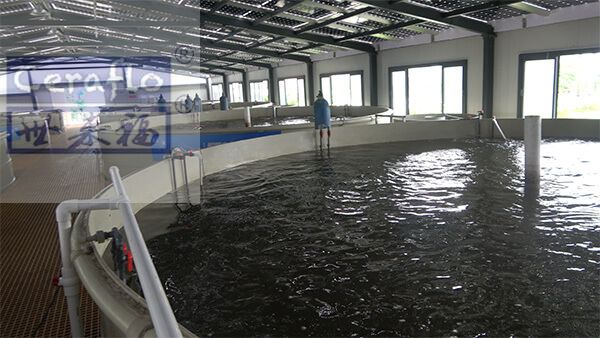 水产养殖尾水处理工艺流程