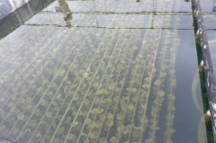 生物膜和聚四氟乙烯膜之间的几何差异